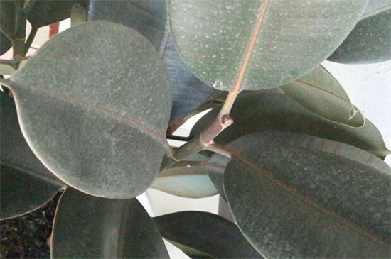 橡皮树叶子上有很多小黄点,炭疸病或者灰斑病所致