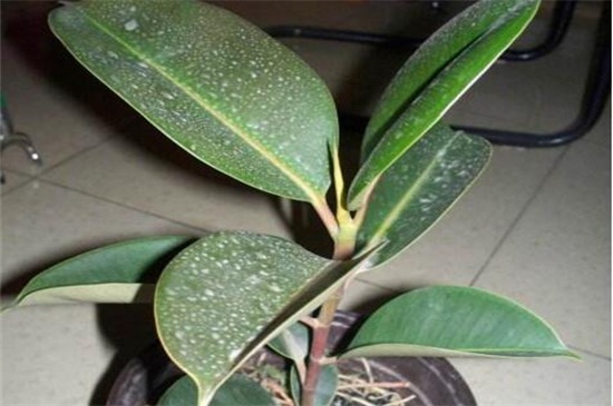 橡皮树叶子上有很多小黄点,炭疸病或者灰斑病所致