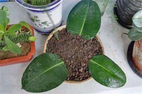 橡皮树叶子上有很多小黄点,炭疸病或者灰斑病所致