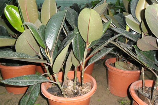 橡皮树叶子上有很多小黄点,炭疸病或者灰斑病所致