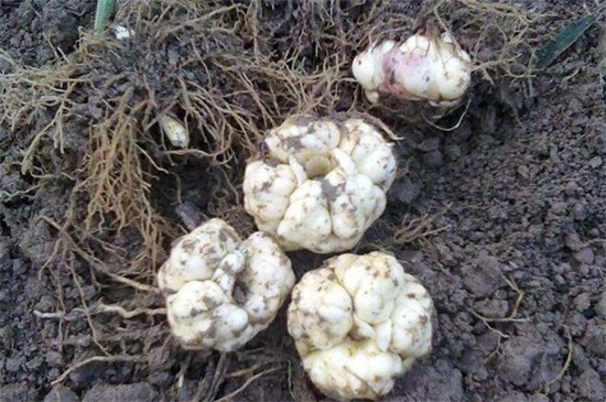 百合花种球怎么繁殖,分球和扦插发芽率最高