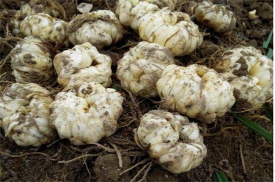 百合花种球怎么繁殖,分球和扦插发芽率最高