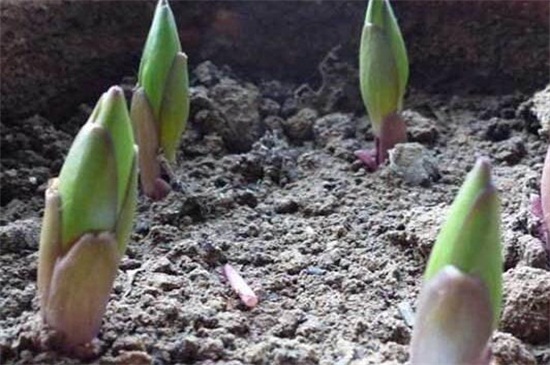 百合花种球怎么繁殖,分球和扦插发芽率最高