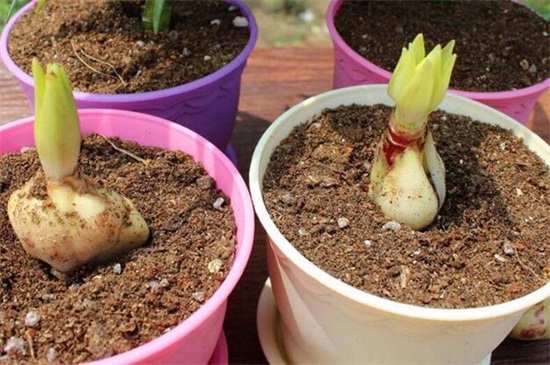 百合花种球怎么繁殖,分球和扦插发芽率最高