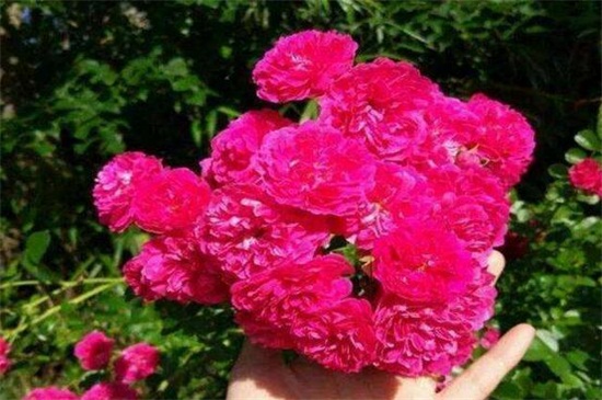 红木香花苗价格,市场价格大概在5~50元一盆