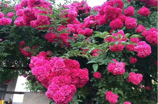 红木香花苗价格,市场价格大概在5~50元一盆