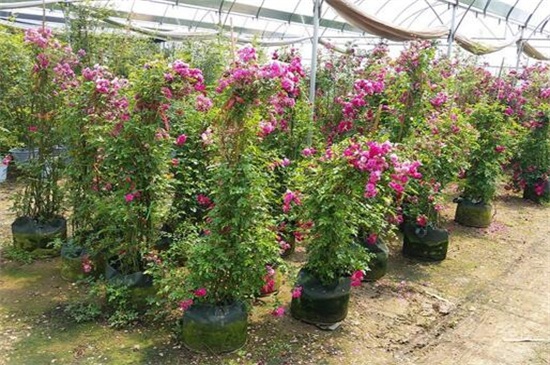 红木香花苗价格,市场价格大概在5~50元一盆