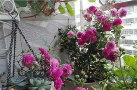 红木香花苗价格,市场价格大概在5~50元一盆