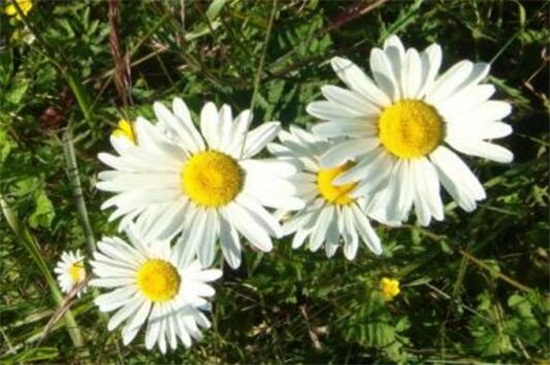 白晶菊冬天养殖的禁忌,缺乏光照容易冻伤植株