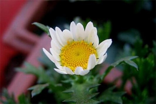 白晶菊冬天养殖的禁忌,缺乏光照容易冻伤植株