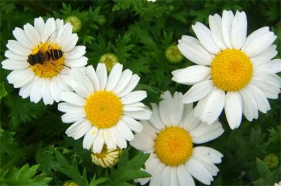 白晶菊冬天养殖的禁忌,缺乏光照容易冻伤植株