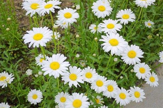 白晶菊冬天养殖的禁忌,缺乏光照容易冻伤植株