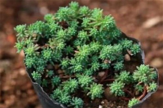 薄雪万年草的养殖方法和注意事项,枝叶过长要砍头繁殖