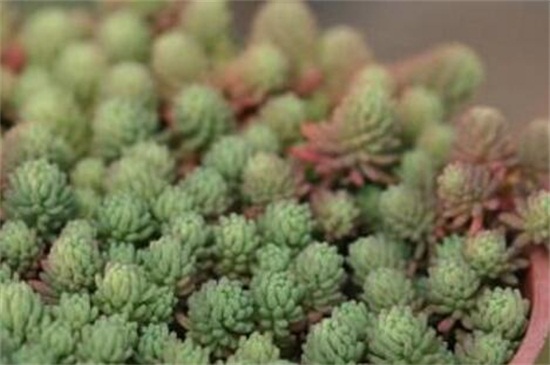 薄雪万年草的养殖方法和注意事项,枝叶过长要砍头繁殖