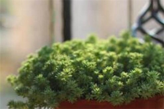 薄雪万年草的养殖方法和注意事项,枝叶过长要砍头繁殖
