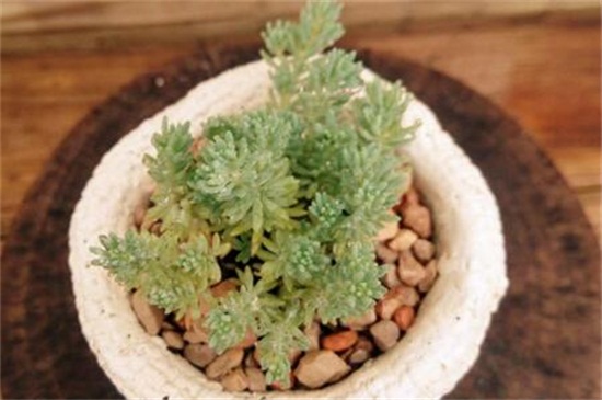 薄雪万年草的养殖方法和注意事项,枝叶过长要砍头繁殖