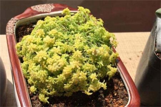 薄雪万年草的养殖方法和注意事项,枝叶过长要砍头繁殖