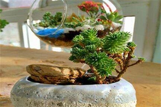 薄雪万年草的养殖方法和注意事项,枝叶过长要砍头繁殖