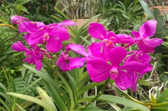 春兰怎么繁殖,种子浸泡消毒播种繁殖