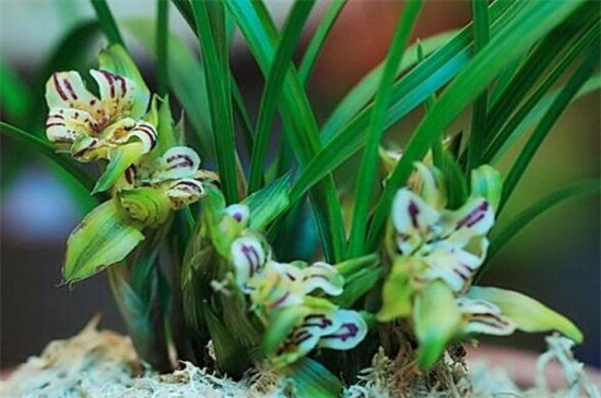 春兰怎么繁殖,种子浸泡消毒播种繁殖