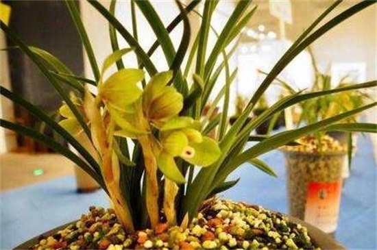 春兰怎么繁殖,种子浸泡消毒播种繁殖