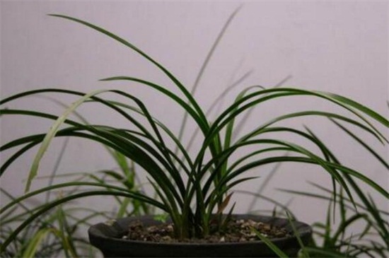 春兰怎么繁殖,种子浸泡消毒播种繁殖