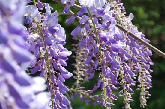 紫藤和槐花的区别