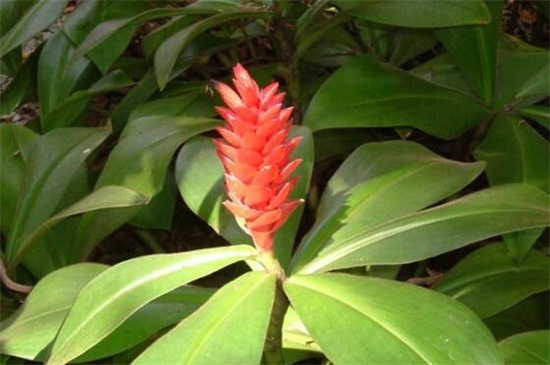 姜花怎么分株繁殖,4个步骤分株繁殖