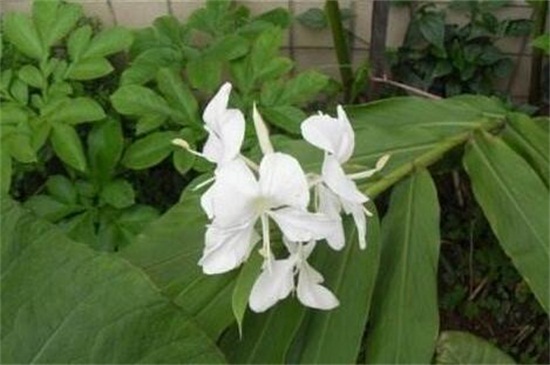 姜花怎么分株繁殖,4个步骤分株繁殖