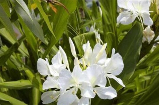 姜花怎么分株繁殖,4个步骤分株繁殖