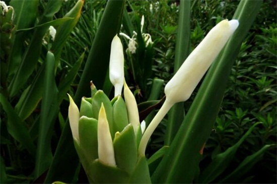 姜花怎么分株繁殖,4个步骤分株繁殖