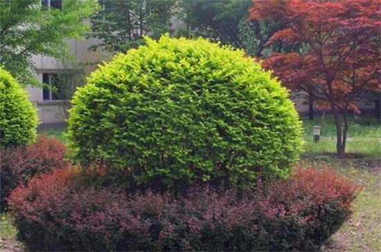 黄杨球和海桐球的区别,4种方法区分两者