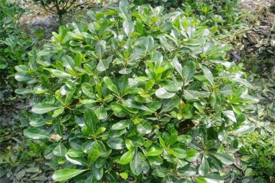 黄杨球和海桐球的区别,4种方法区分两者