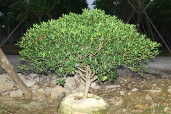 黄杨球和海桐球的区别,4种方法区分两者