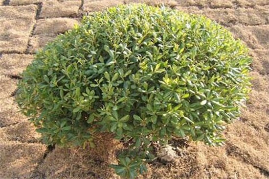 黄杨球和海桐球的区别,4种方法区分两者