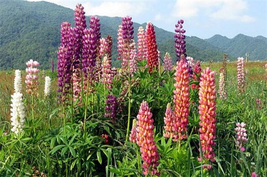 鲁冰花的品种大全,盘点常见的十大品种