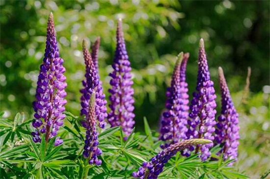 鲁冰花的品种大全,盘点常见的十大品种