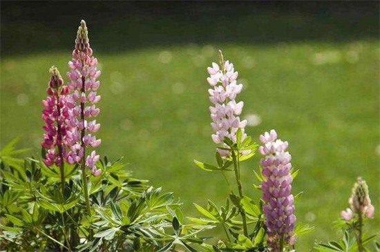 鲁冰花的品种大全,盘点常见的十大品种