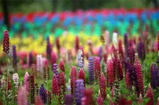 鲁冰花的品种大全,盘点常见的十大品种