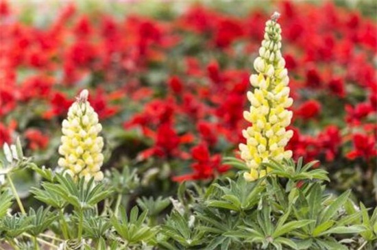 鲁冰花的品种大全,盘点常见的十大品种