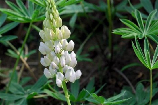 鲁冰花的品种大全,盘点常见的十大品种