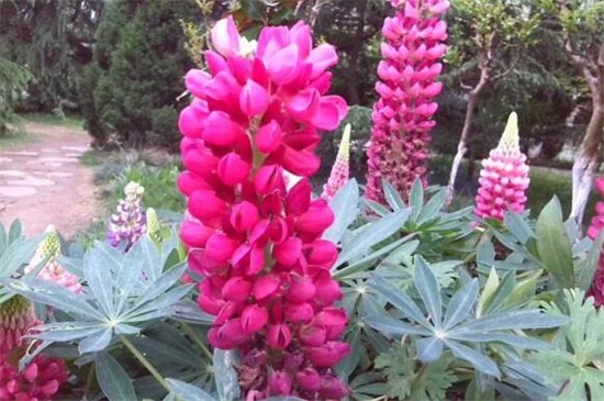 鲁冰花的品种大全,盘点常见的十大品种