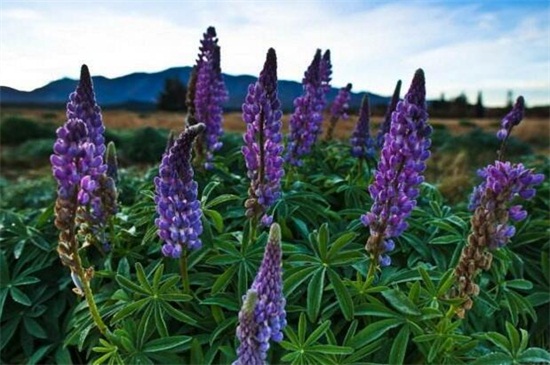 鲁冰花的品种大全,盘点常见的十大品种