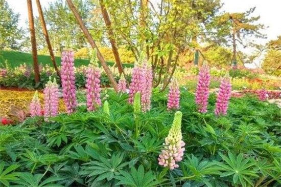 鲁冰花的品种大全,盘点常见的十大品种