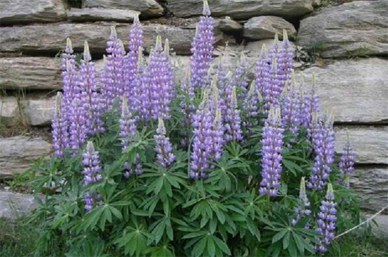 鲁冰花的品种大全,盘点常见的十大品种