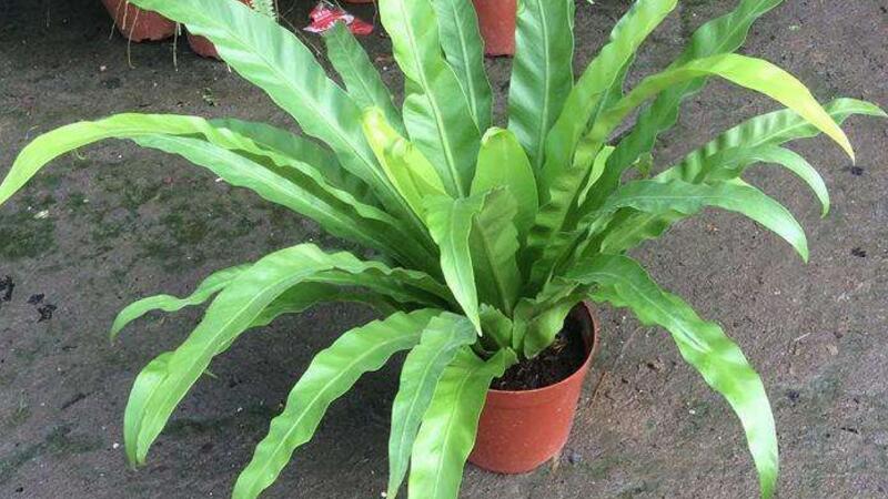 鸟巢蕨的水培方法大全