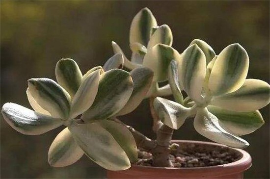 花月锦没锦了怎么办,增强光照御寒保暖养护