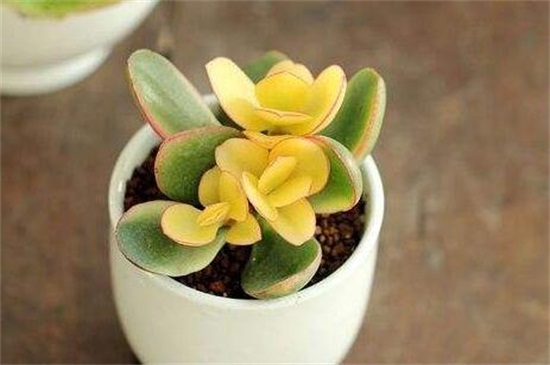 花月锦没锦了怎么办,增强光照御寒保暖养护