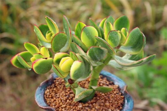 花月锦没锦了怎么办,增强光照御寒保暖养护