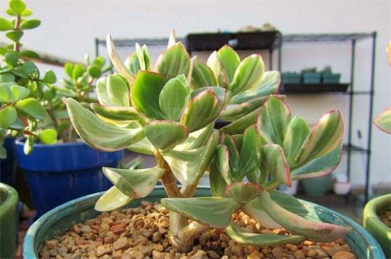 花月锦没锦了怎么办,增强光照御寒保暖养护